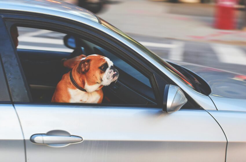  Viagem animal: levando seu pet