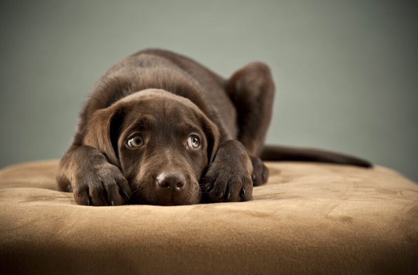  Como acalmar cachorro com medo de fogos