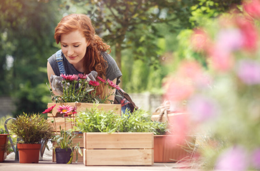  Saiba cuidar das plantas na primavera