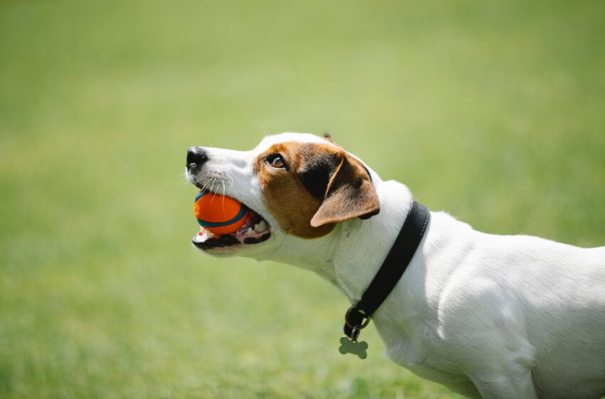  Tecnologias para animais