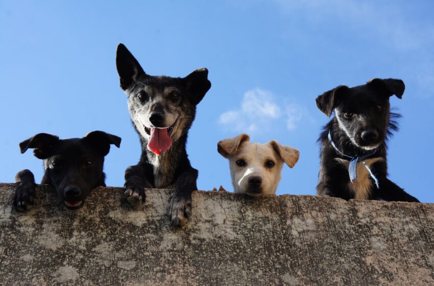  Qual a idade real do seu cachorro?