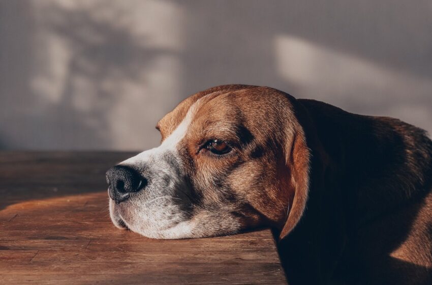  Identificando dores em cães