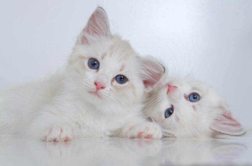  Principais nomes de gatos e gatas
