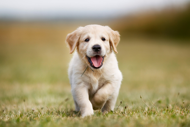  20 nomes de cachorro macho e de fêmea