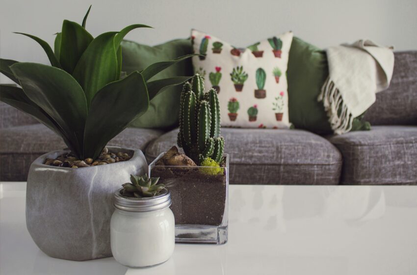  Quais plantas usar na decoração de casa