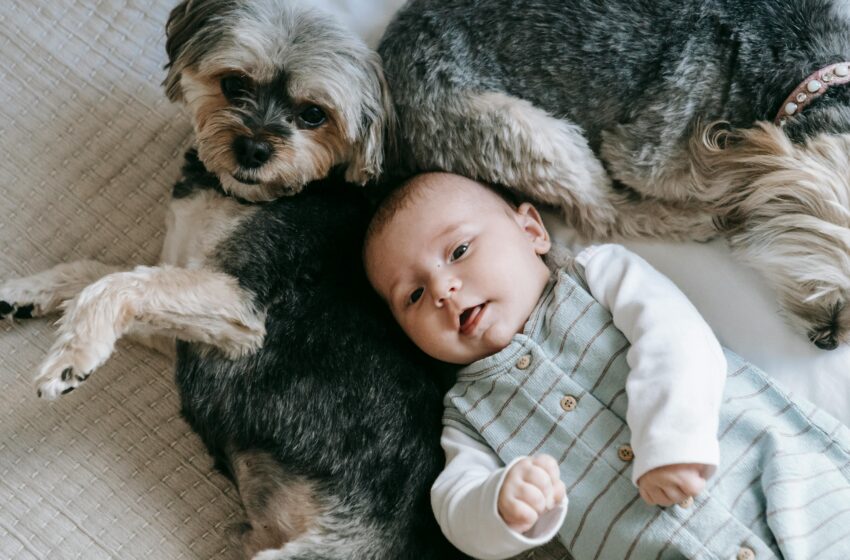  Como preparar o pet pra chegada do bebê