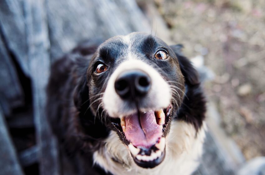  Sinais de problemas dentários em pets