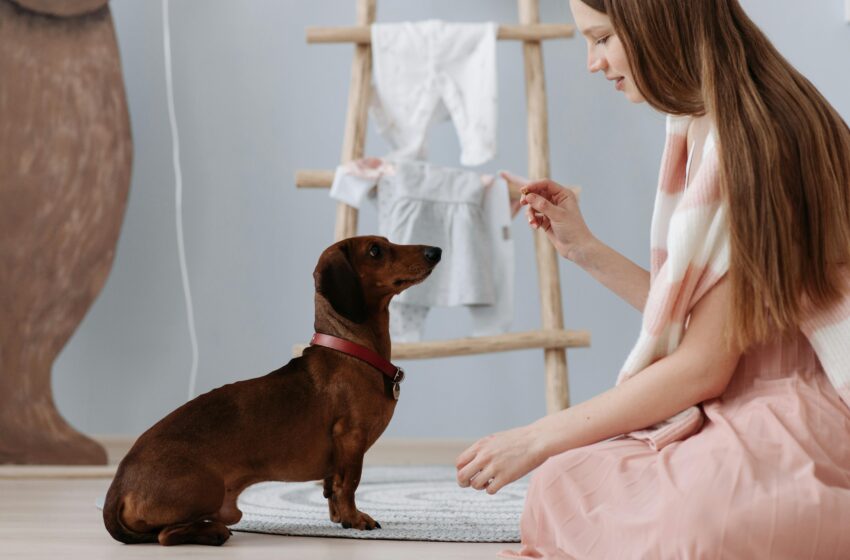  Como lidar com reclamações sobre pets