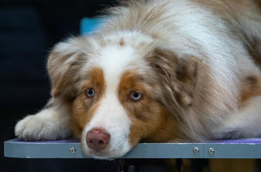  Ansiedade de separação em cachorros