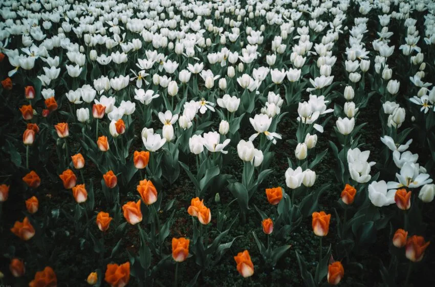  Como manter seu jardim bonito o ano todo
