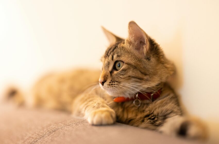  Como evitar que seu gato arranhe o sofá