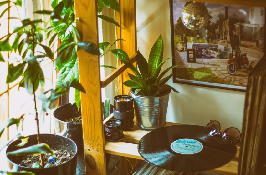  Melhores plantas para cada ambiente