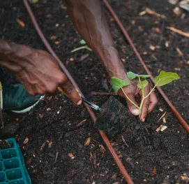 Como planejar um jardim com ajuda de um paisagista