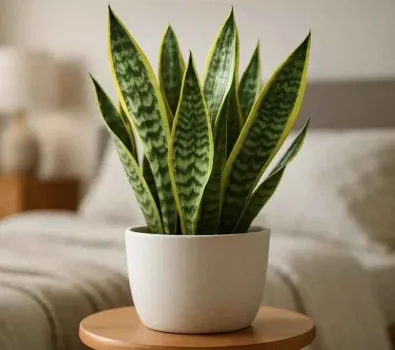 Tem planta em casa? 7 delas podem ser tóxicas! Saiba quais são e se livre delas