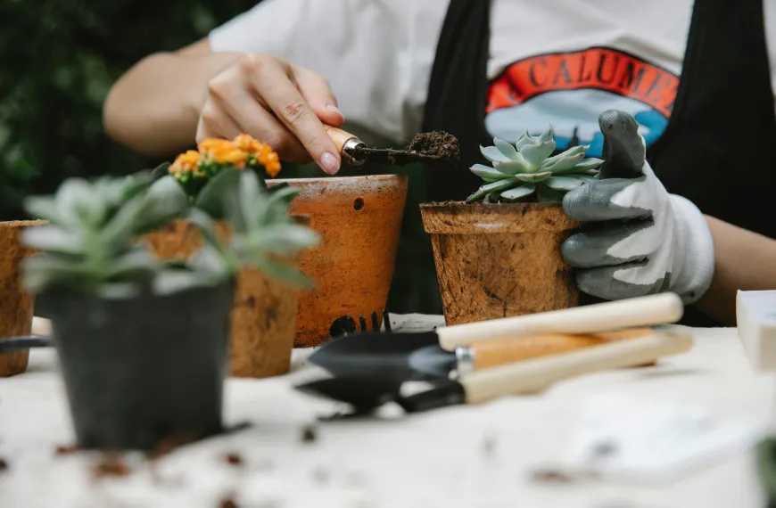 Como criar um jardim bonito em locais com pouca luz solar