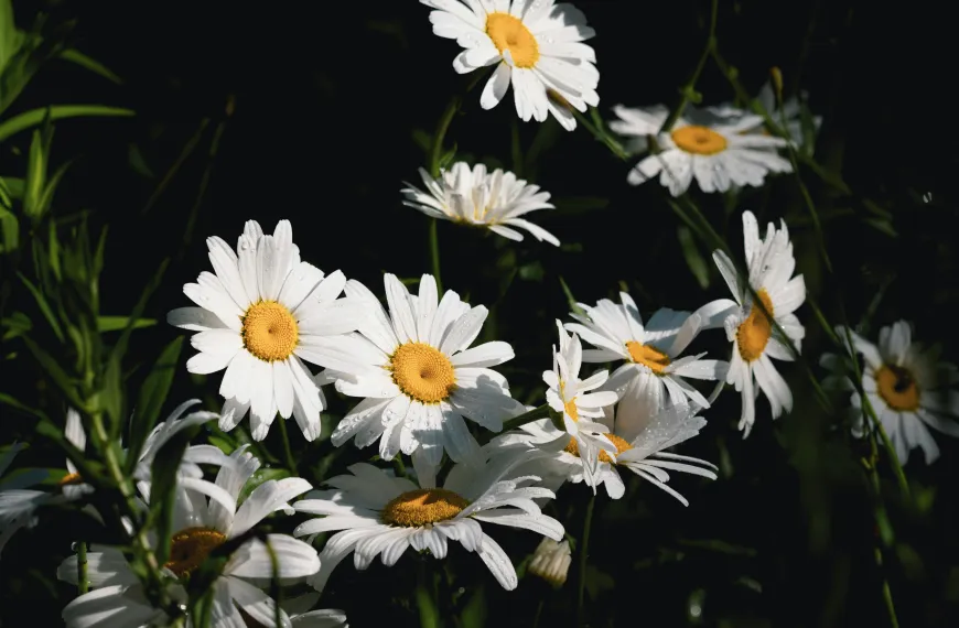 Plantas ideais para o verão e como cuidar do jardim