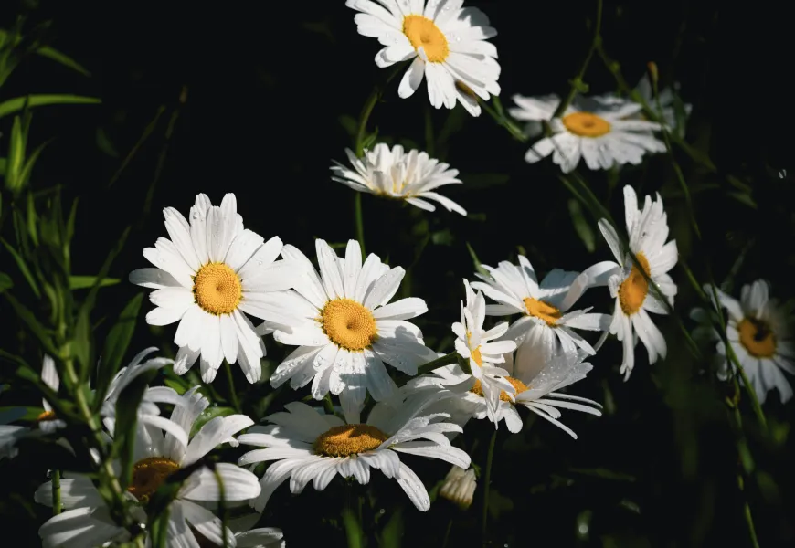 Plantas ideais para o verão e como cuidar do jardim