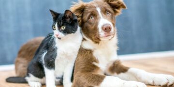 Como passear com os pets em dias quentes