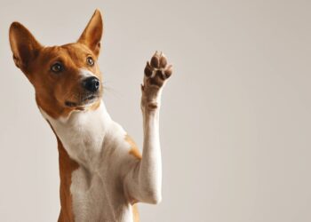 Como se tornar o humano favorito do seu cachorro