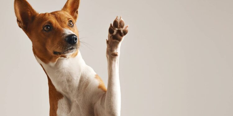 Como se tornar o humano favorito do seu cachorro