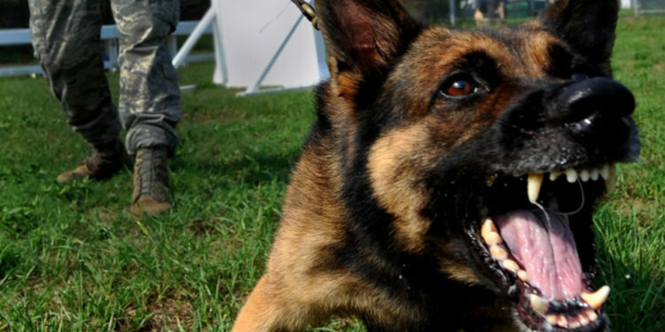Foi atacado por cachorro? Veterinária explica o que fazer nesses casos!