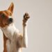3 coisas que você precisa saber antes de adotar um bichinho de estimação