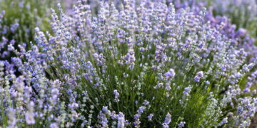 Lavanda ajuda a controlar ansiedade? Veja o que dizem os especialistas
