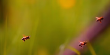 Já pensou em encontrar um inseto na comida? Esse está presente na maioria dos alimentos