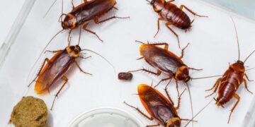 Essas dicas vão te ajudar a se livrar das baratas em casa; confira!