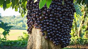 Essa cidade no interior de São Paulo é conhecida como a capital de uma fruta brasileira; descubra!