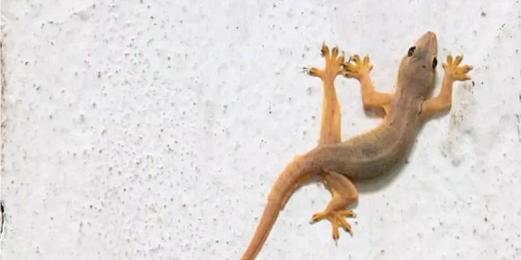 Especialista explica o aparecimento de lagartixas em casa; veja o motivo!