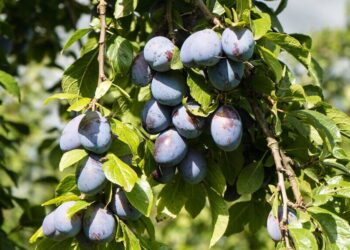 Essas 5 plantas são perfeitas para o seu jardim e o motivo vai te surpreender