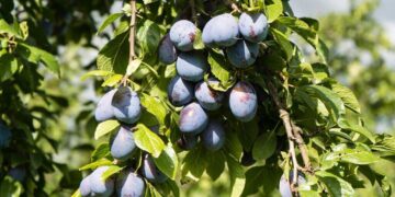 Essas 5 plantas são perfeitas para o seu jardim e o motivo vai te surpreender