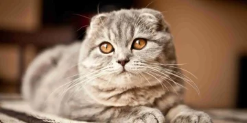 Governo deste país proibiu duas raças de gato por causa de "bem-estar"; entenda a medida