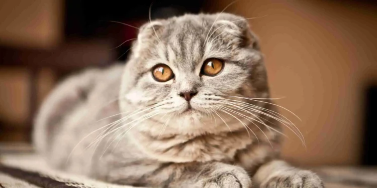 Governo deste país proibiu duas raças de gato por causa de "bem-estar"; entenda a medida