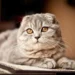Governo deste país proibiu duas raças de gato por causa de "bem-estar"; entenda a medida